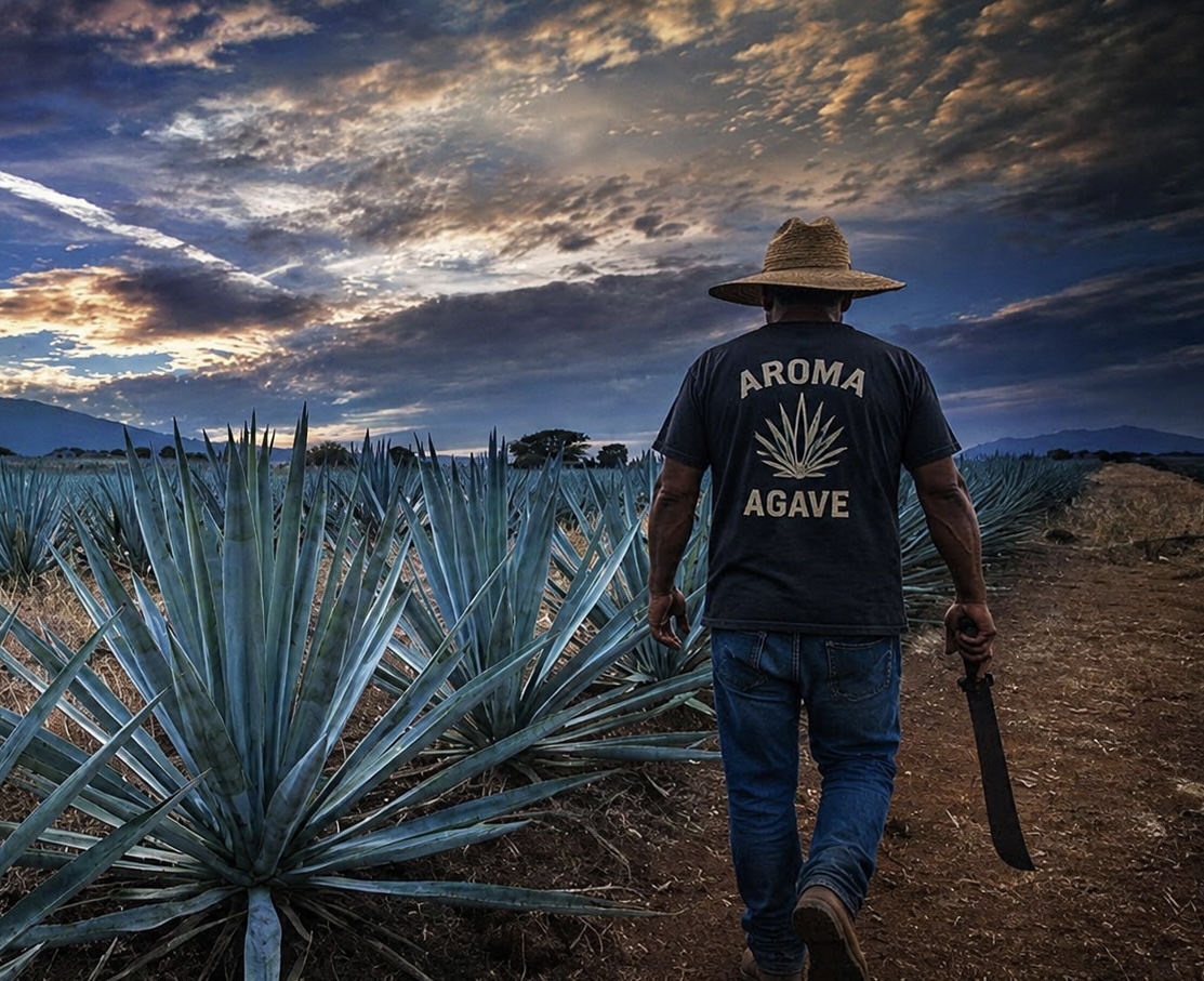 Jimador Aroma Agave caminando entre el cultivo de agave Espadín al atardecer